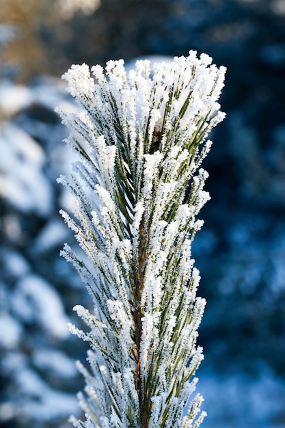La punta di un albero di pino con lunghi aghi ricoperti di cristalli di brina bianca, una foto in primo piano