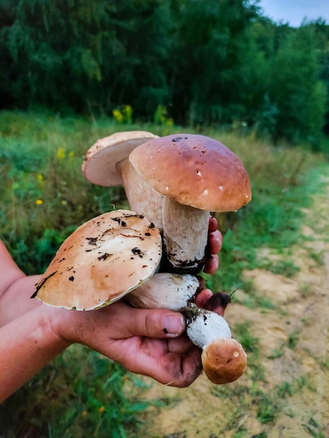 La raccolta dei funghi nella foresta