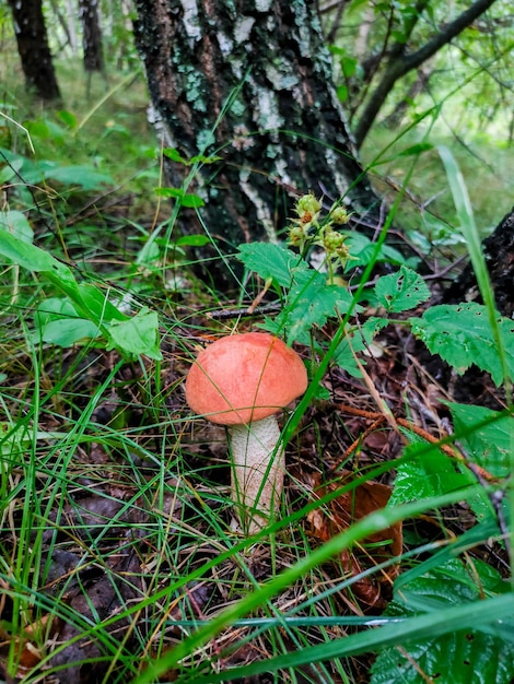 La raccolta dei funghi nella foresta