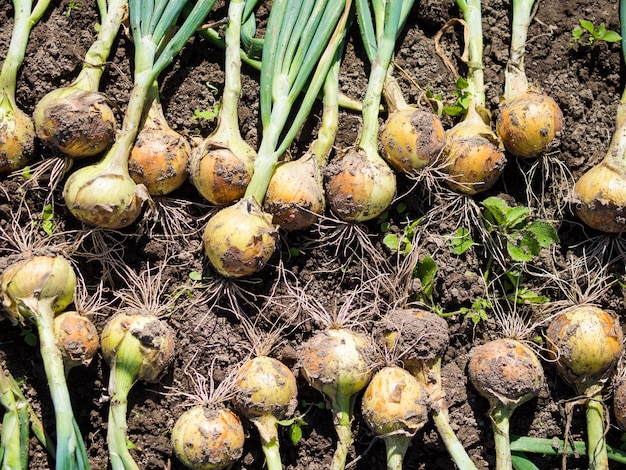 La raccolta delle cipolle nel giardino viene essiccata sulla cresta