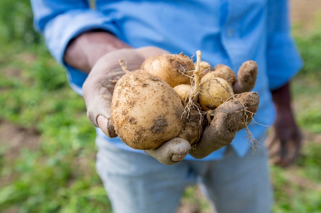 La raccolta delle patate mostra un lavoratore a Thakurgong Bangladesh