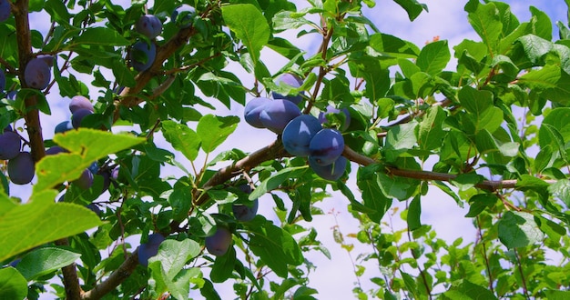 La raccolta delle prugne Rami con prugne succose maturate al sole Concentramento selettivo sui frutti Produzione ecologica fresca matura Stagione di raccolta dei frutti Albero da frutto Prodotto naturale Alimento sano Nessuno