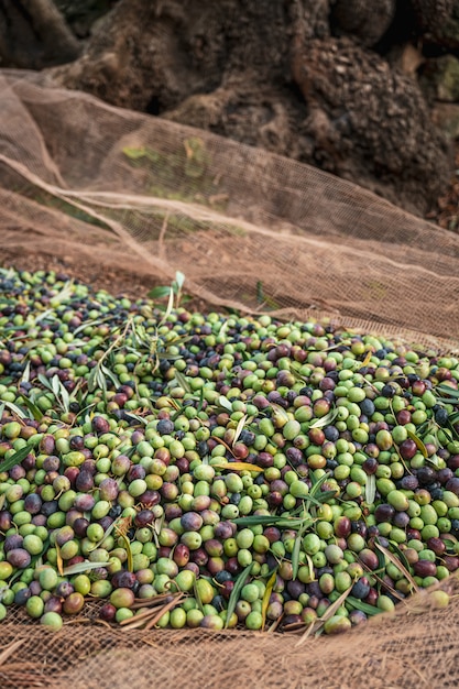 La raccolta stagionale delle olive in Puglia, nel sud dell'Italia