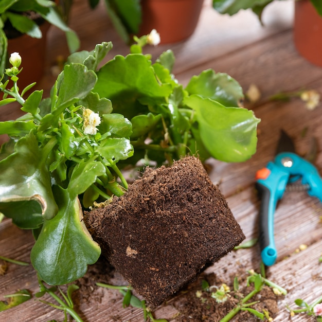 La radice del brivido della vedova, pianta di Kalanchoe con forbici da giardino e guanti