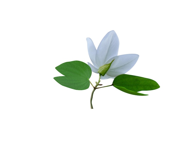 La radice del fiore della corteccia e i semi della Bauhinia acuminata sono utilizzati a scopo medicinale