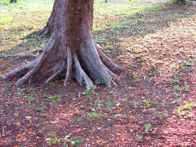 la radice di un albero sul terreno