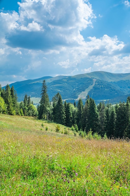 La radura è ricoperta di erba e fiori in cima alle montagne con cielo azzurro e nuvole