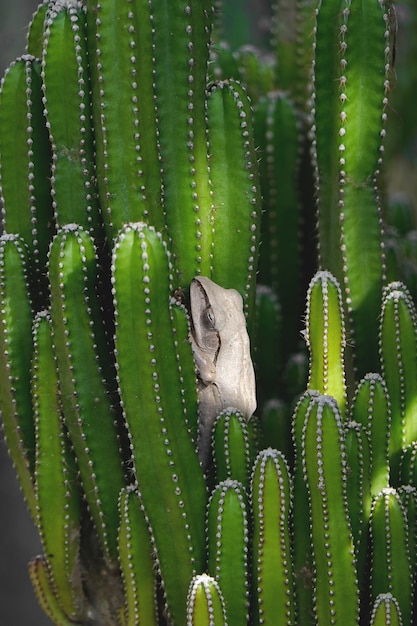 La raganella dorata sta riposando sulle piante di cactus