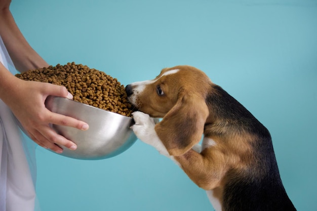 La ragazza dà a un cucciolo di beagle un'enorme tazza d'acciaio piena di cibo per cani su uno sfondo verde acqua