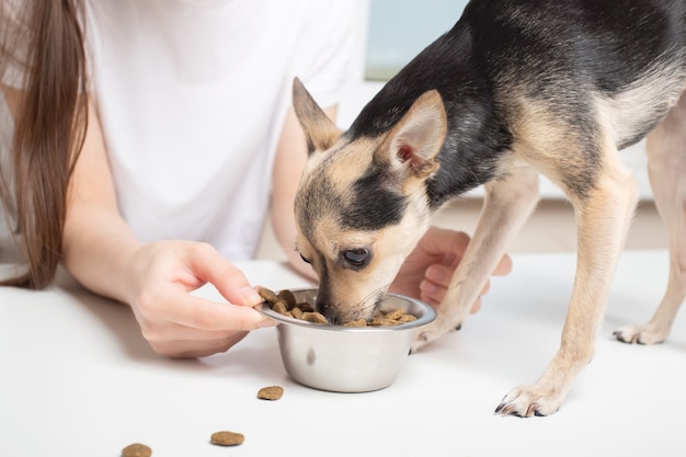 La ragazza dà da mangiare a un cane un pasto delizioso, un'alimentazione equilibrata