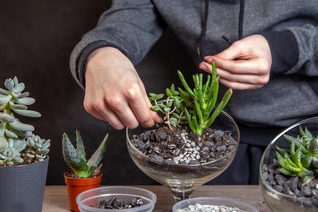 La ragazza decora una composizione di piante grasse con pietre in un florarium di vetro Hobby casa fiori