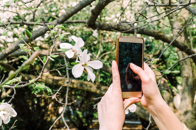 La ragazza fa la foto del fiore della magniloa sulla macchina fotografica dello smartphone. Social media