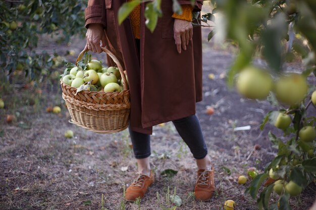 La ragazza felice tiene il cestino con le mele succose nel giardino