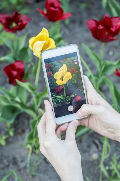 La ragazza fotografa sul suo telefono un bellissimo tulipano giallo tulipa che cresce tra fiori rosso vivo