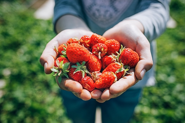 La ragazza ha colto le fragole mature dal giardino