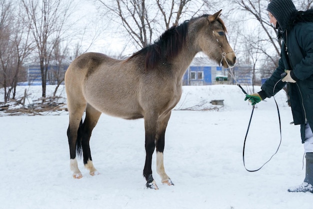 La ragazza ha messo un cavallo pony gallese in uno stand espositivo