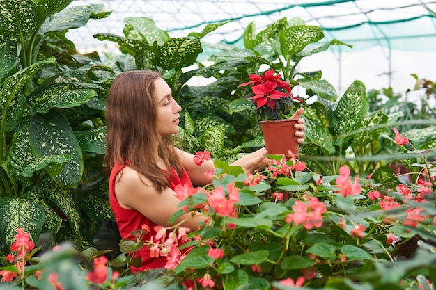 La ragazza in mezzo ai fiori rossi e alla vegetazione lussureggiante ammira il fiore della stella di Natale