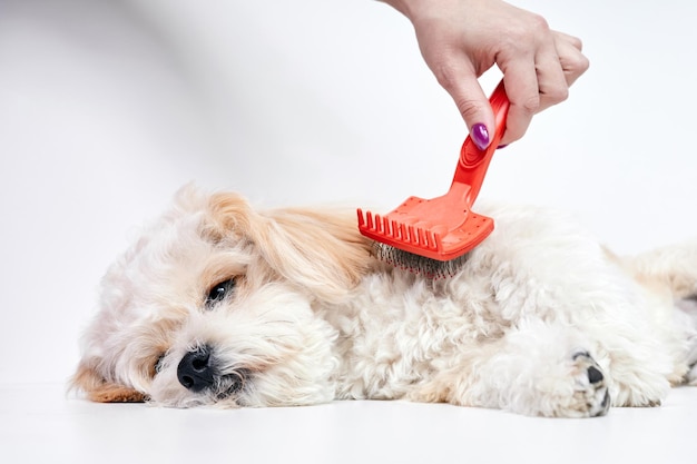 La ragazza pettina i capelli di un cucciolo domestico di razza Maltipoo