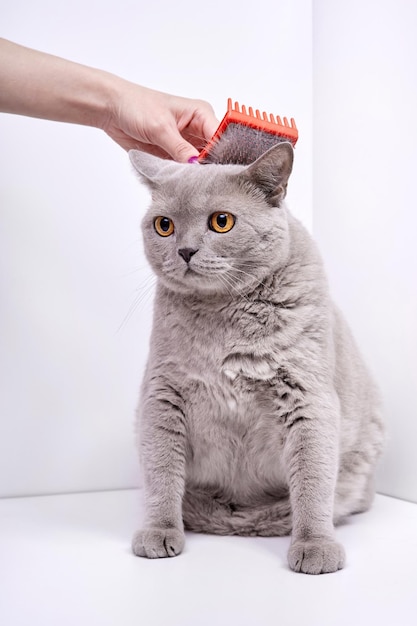 La ragazza pettina i capelli di un gatto british shorthair