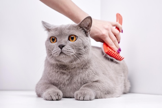 La ragazza pettina i capelli di un gatto british shorthair