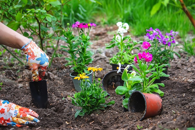 La ragazza pianta fiori nell'aiuola. Messa a fuoco selettiva