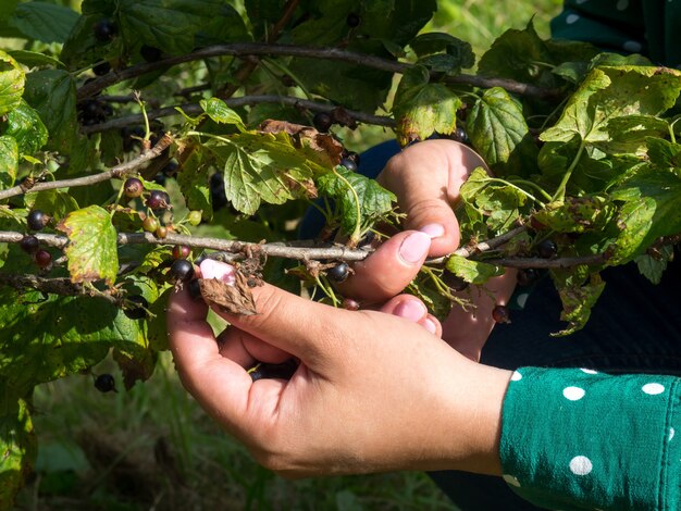 La ragazza raccoglie le bacche di ribes da un ramo