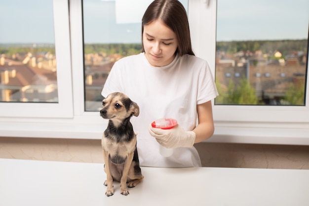 La ragazza spruzza un cane da uno spray per pulci e zecche