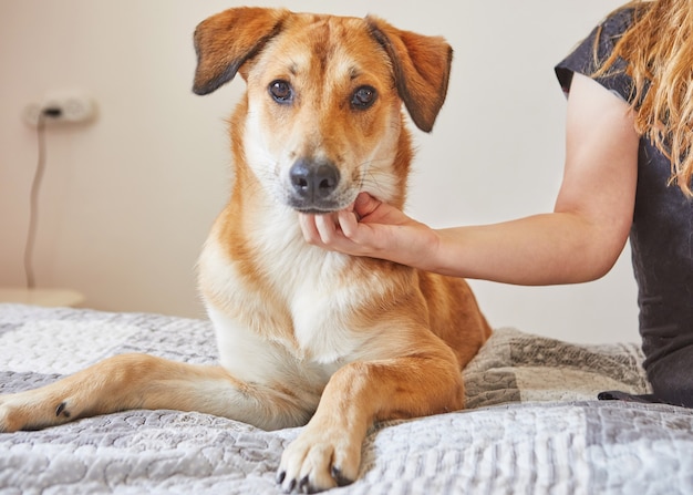 La ragazza sta accarezzando un grosso cane carino dai capelli rossi seduto sul letto.