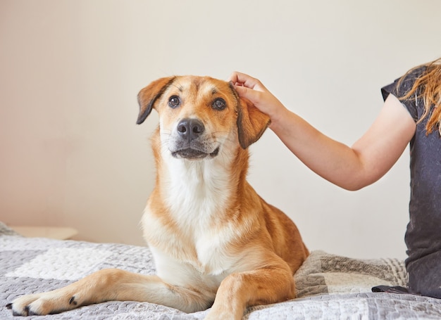 La ragazza sta accarezzando un grosso cane carino dai capelli rossi seduto sul letto.