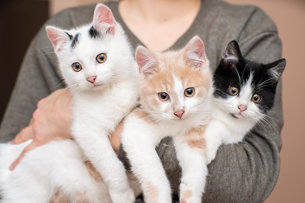 La ragazza tiene tre gattini nelle sue braccia amore primo piano per i gatti