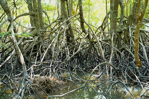 La ramificazione delle radici delle mangrove e l'ecosistema costiero completo L'ecosistema delle mangrove nella provincia di Krabi, in Thailandia