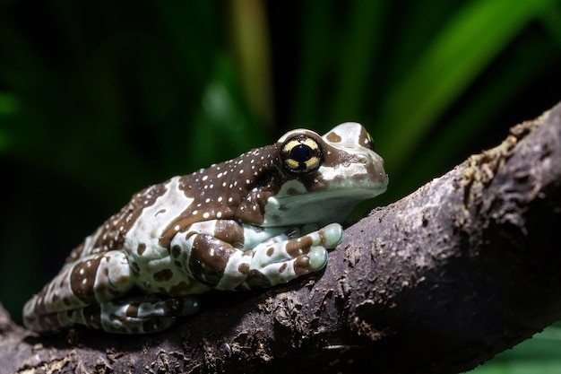 La rana amazzonica Trachycephalus resinifictrix