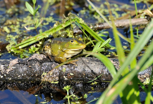 La rana dello stagno si crogiola al sole in una mattina di maggio nella regione di Mosca Russia