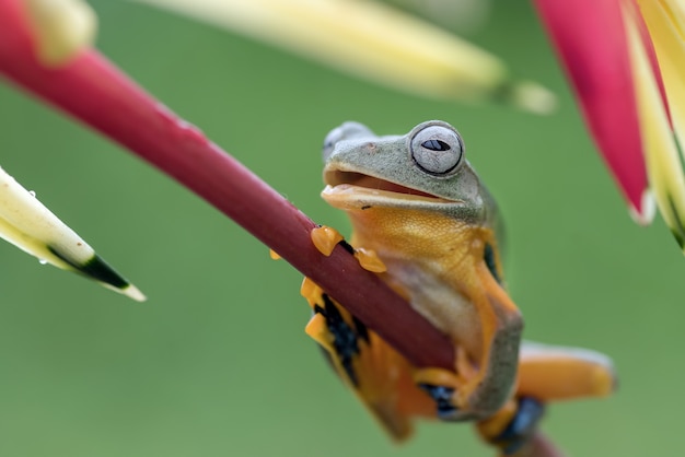 La rana di albero verde si è appollaiata sui petali di un fiore