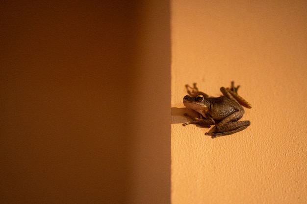 La rana è seduta sul muro. Rana pollone