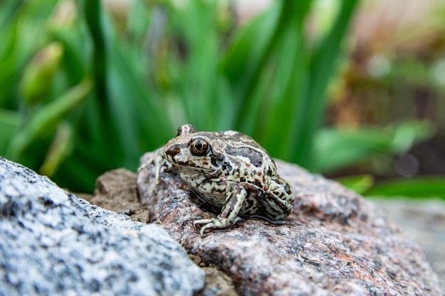 La rana marrone comune europea si siede sulla pietra Immagine ravvicinata di Rana temporaria.