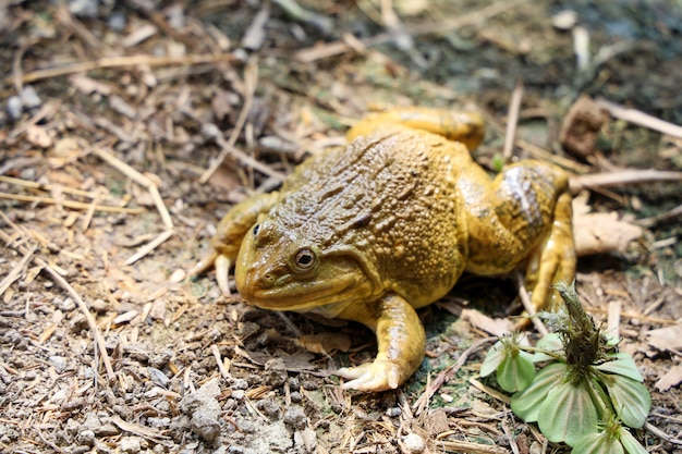 La rana verde sul pavimento