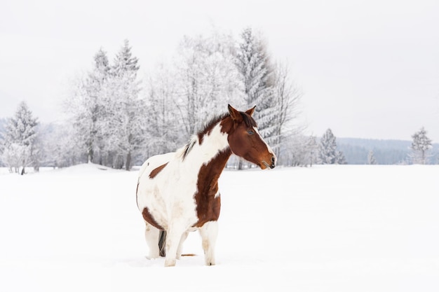 La razza a sangue caldo slovacco del cavallo bianco e scuro si trova sul campo di neve in inverno, sfondo sfocato degli alberi.