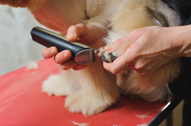 La razza Cocker Spaniel viene curata