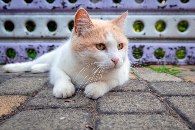 La razza del gatto bianco (Turkish Van) giace in primo piano sulla strada...