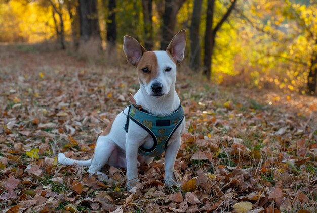 La razza di cane Jack Russell Terrier si siede su foglie gialle secche nella foresta in autunno in un'imbracatura blu con un motivo di limone. Sullo sfondo di alberi gialli. Guardando la telecamera con sospetto