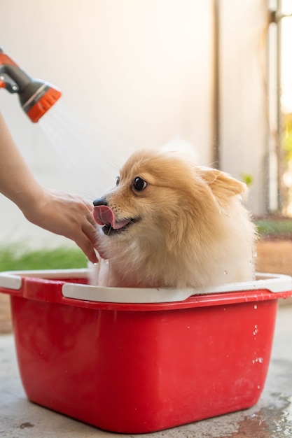 La razza Pomerania o cane di piccola taglia è stata fatta doccia dal proprietario e si trovava in un secchio rosso che si trova su un pavimento di cemento