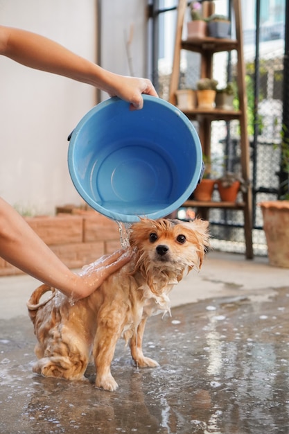 La razza Pomeranian o piccolo cane è stata fatta la doccia dal proprietario e si trovava su un pavimento di cemento