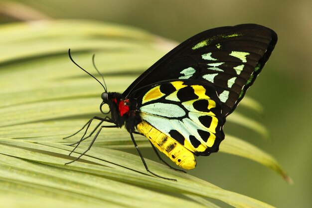 La regina Alexandras Birdwing