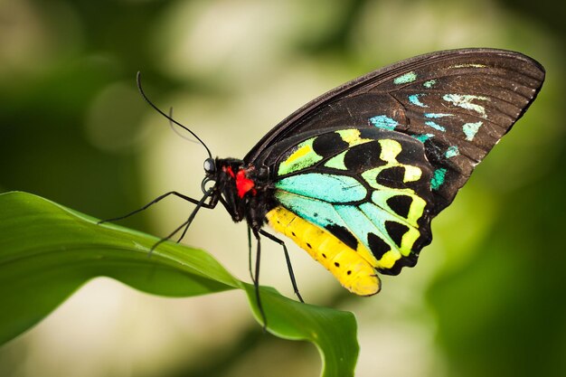 La regina Alexandras Birdwing