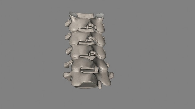 La regione cervicale della colonna vertebrale è composta da sette ossa vertebre C1C7