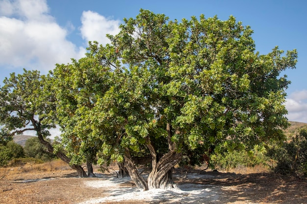 La resina di mastice scorre dall'albero di lentisco. Isola di Chios - Grecia