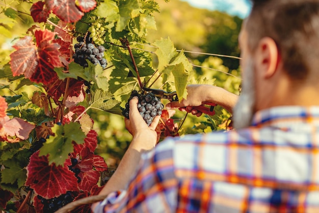 La retrovisione di un enologo bello sta tagliando l'uva in una vigna. Messa a fuoco selettiva.