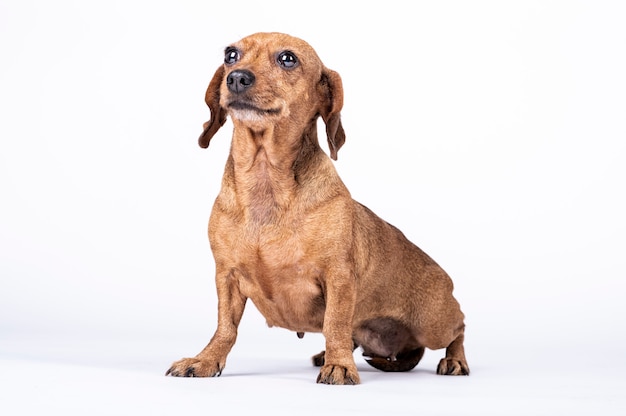 La ricerca del cane della razza di Teckel che guarda su, mostra la felicità