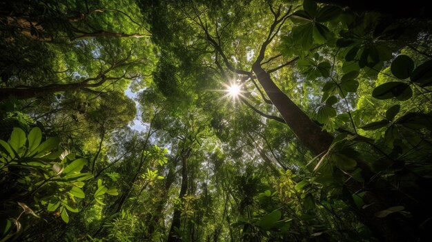 La rigogliosa chioma della foresta 10